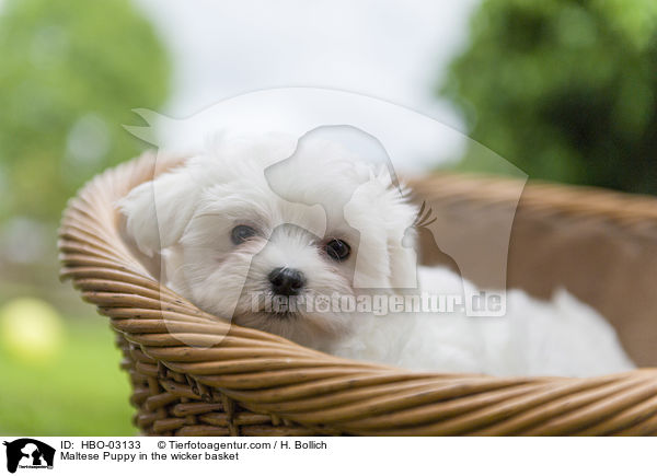 Malteser Welpe im Weidenkrbchen / Maltese Puppy in the wicker basket / HBO-03133