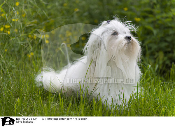 liegender Malteser / lying Maltese / HBO-03134