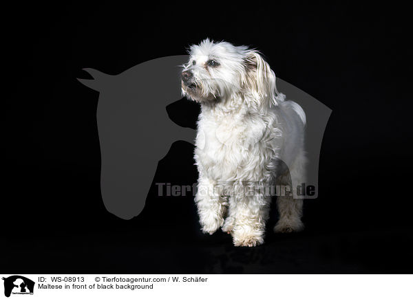 Malteser vor schwarzem Hintergrund / Maltese in front of black background / WS-08913