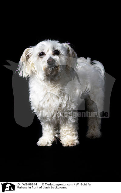 Malteser vor schwarzem Hintergrund / Maltese in front of black background / WS-08914