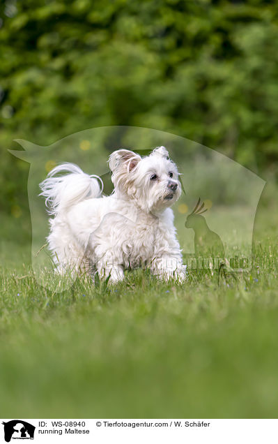 running Maltese / WS-08940