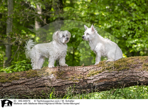 Malteser mit Malteser-West-Highland-White-Terrier-Mischling / Maltese with Maltese-West-Highland-White-Terrier-Mongrel / WS-08979
