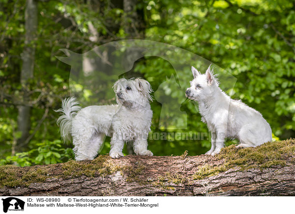 Malteser mit Malteser-West-Highland-White-Terrier-Mischling / Maltese with Maltese-West-Highland-White-Terrier-Mongrel / WS-08980