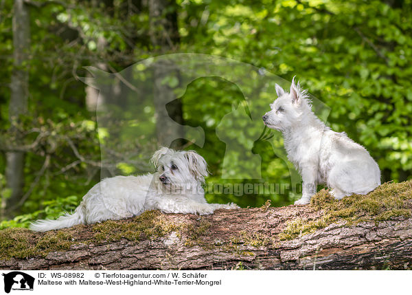 Malteser mit Malteser-West-Highland-White-Terrier-Mischling / Maltese with Maltese-West-Highland-White-Terrier-Mongrel / WS-08982
