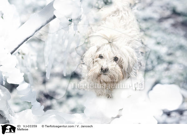 Maltese / VJ-03359
