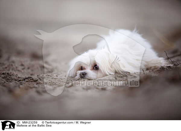 Maltese at the Baltic Sea / MW-23259
