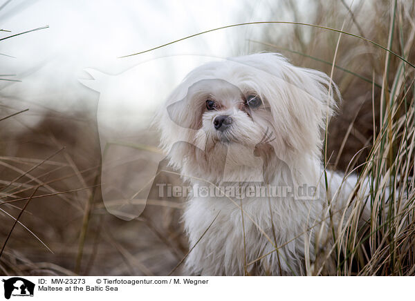 Maltese at the Baltic Sea / MW-23273
