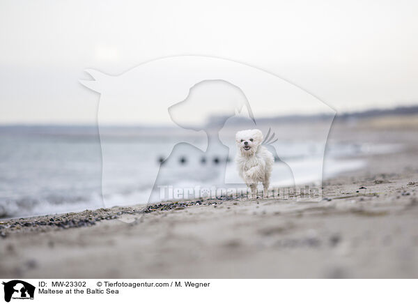 Malteser an der Ostsee / Maltese at the Baltic Sea / MW-23302