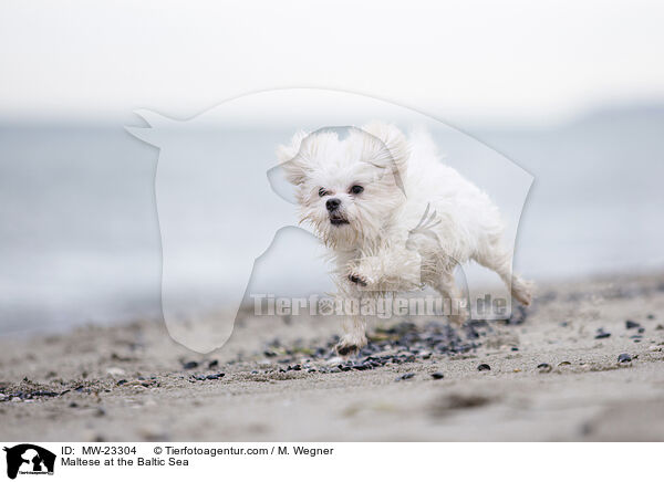Malteser an der Ostsee / Maltese at the Baltic Sea / MW-23304