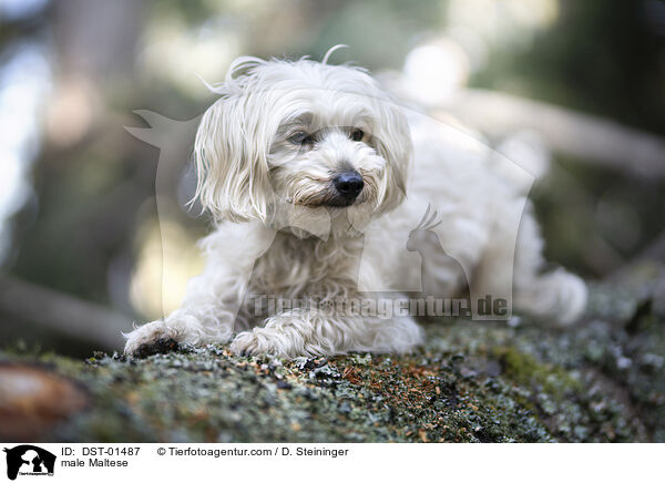 Malteser Rde / male Maltese / DST-01487