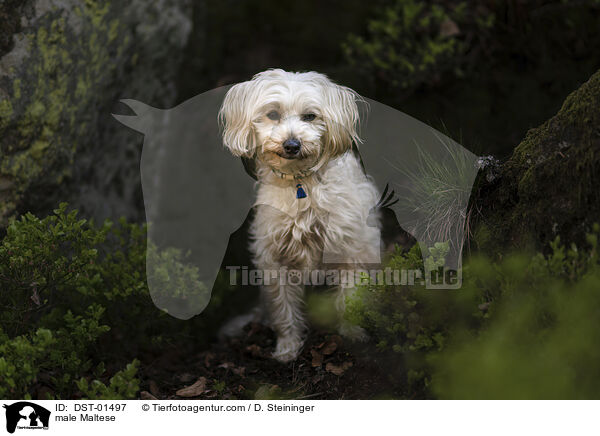 Malteser Rde / male Maltese / DST-01497