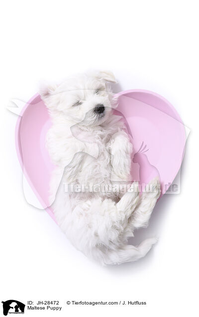 Malteser Welpe / Maltese Puppy / JH-28472