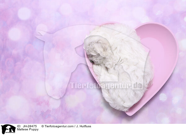 Malteser Welpe / Maltese Puppy / JH-28475
