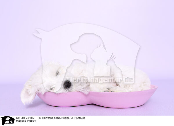 Malteser Welpe / Maltese Puppy / JH-28482