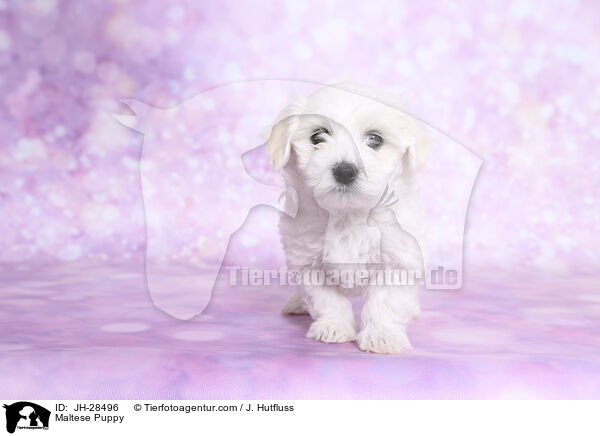 Maltese Puppy / JH-28496