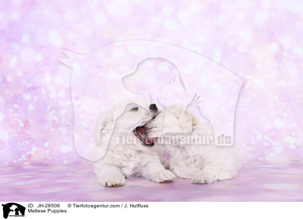 Malteser Welpen / Maltese Puppies / JH-28506