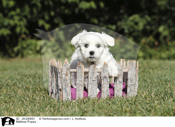Malteser Welpe / Maltese Puppy / JH-28993