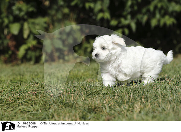 Maltese Puppy / JH-29008
