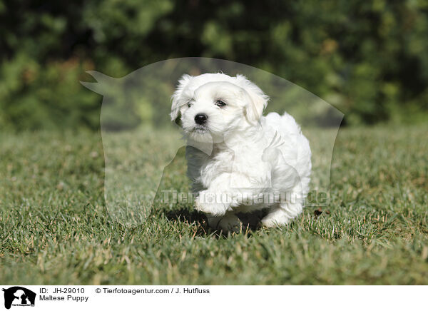 Maltese Puppy / JH-29010
