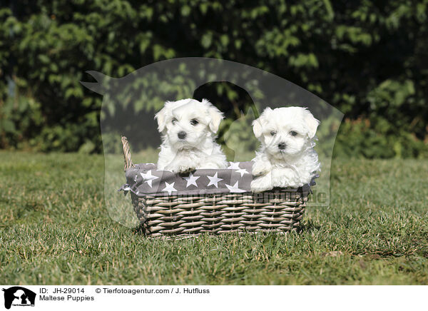 Malteser Welpen / Maltese Puppies / JH-29014