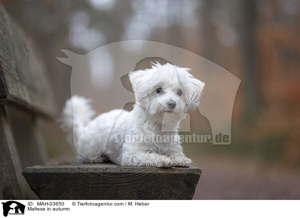 Maltese in autumn / MAH-03650