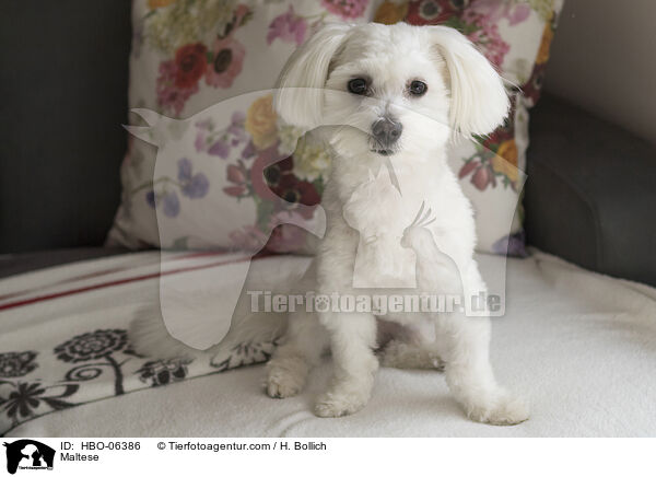 Malteser / Maltese / HBO-06386