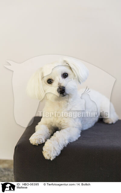 Malteser / Maltese / HBO-06395