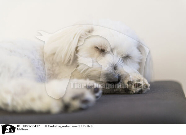 Malteser / Maltese / HBO-06417