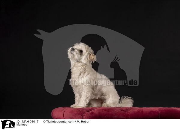 Maltese / MAH-04017