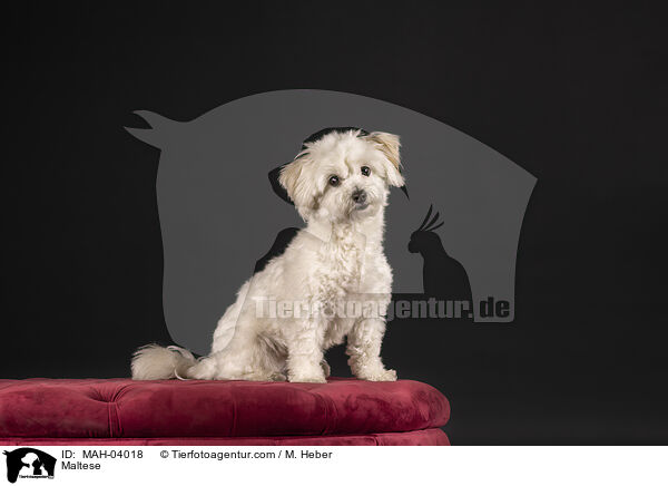 Maltese / MAH-04018