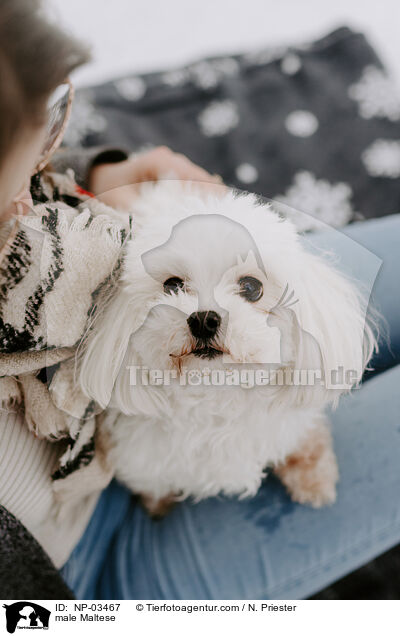 Malteser Rde / male Maltese / NP-03467