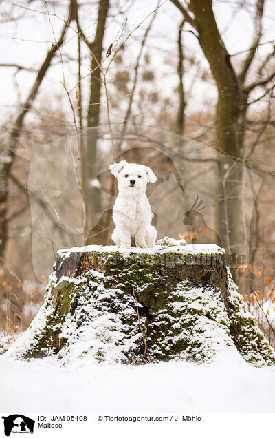 Malteser / Maltese / JAM-05498