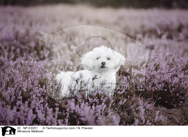 Miniature Malteser / Miniature Malteser / NP-03951