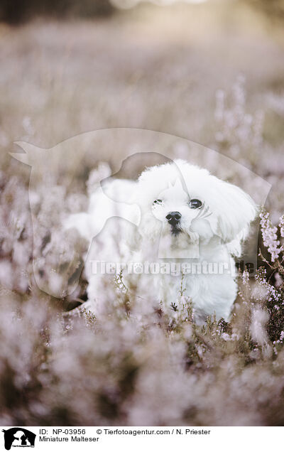 Miniature Malteser / Miniature Malteser / NP-03956