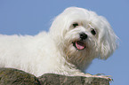 Maltese