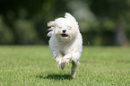 running Maltese