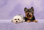 2 dogs