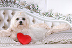 Maltese in bed