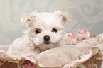 Maltese Puppy