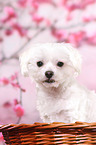 Maltese Portrait