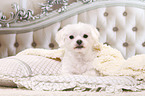 lying Maltese