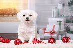 sitting Maltese