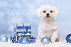 sitting Maltese