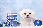 lying Maltese