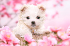 Maltese Puppy