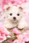 Maltese Puppy