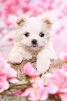 Maltese Puppy