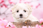 Maltese Puppy