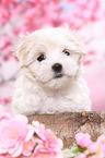 Maltese Puppy
