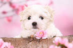 Maltese Puppy